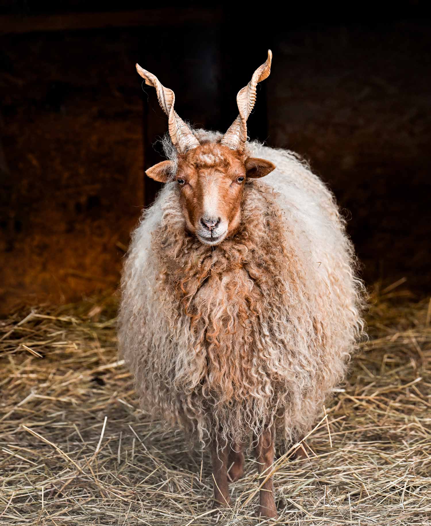 Magyar rackajuh téli tájban